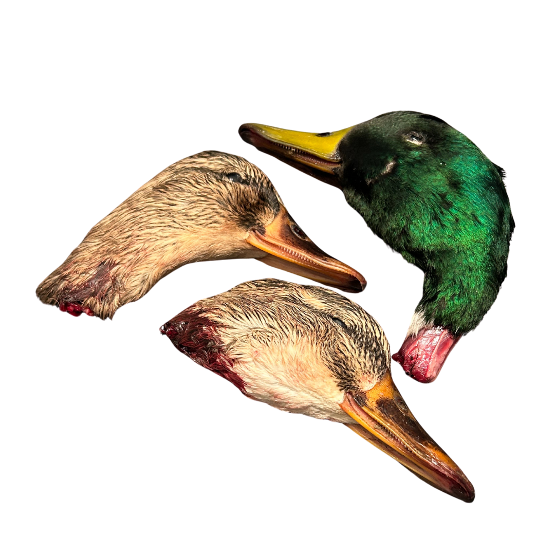 Duck Heads x3