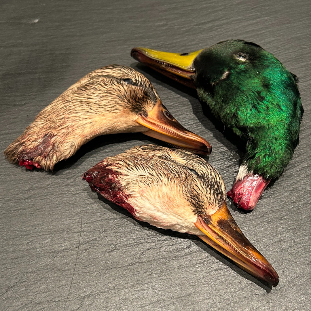 Duck Heads x3