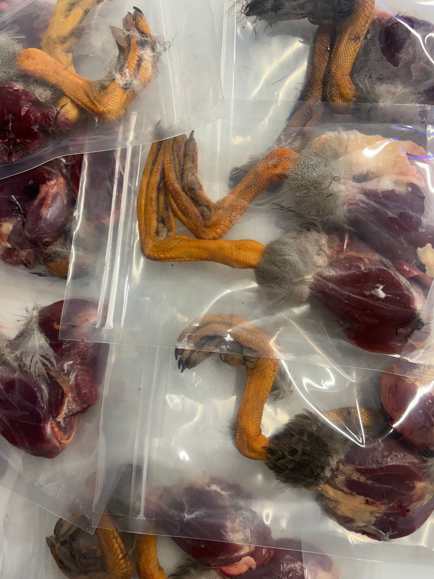 Duck Legs & feet